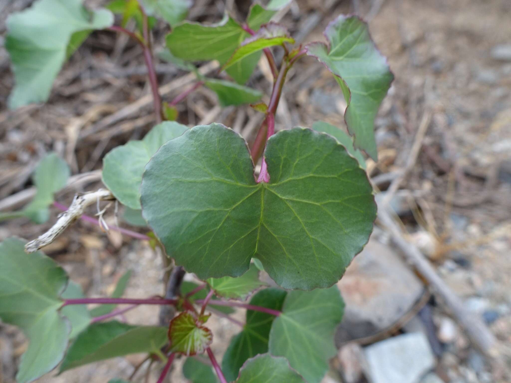 Imagem de Jatropha cardiophylla (Torr.) Müll. Arg.