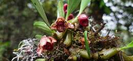 Image of Bulbophyllum griffithii (Lindl.) Rchb. fil.