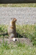 Image of Columbian ground squirrel