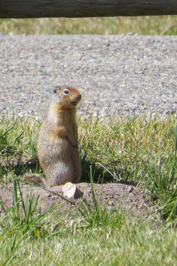 Image of Columbian ground squirrel