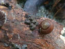 Image of Austrochloritis sydneyensis Shea & Griffiths 2010