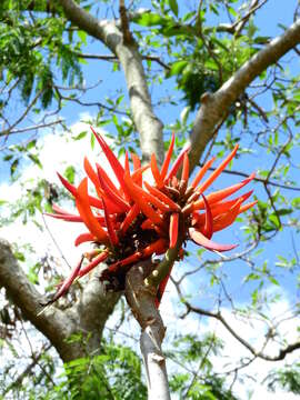 Image of Coral tree