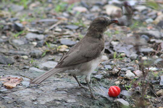 Image of Turdus ignobilis ignobilis Sclater & PL 1858