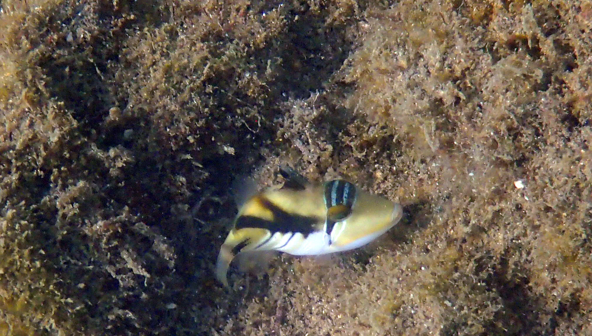 Image of Lagoon triggerfish