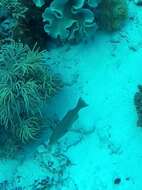 Image of Highfin coralgrouper