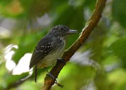 Image of Spot-crowned Antvireo