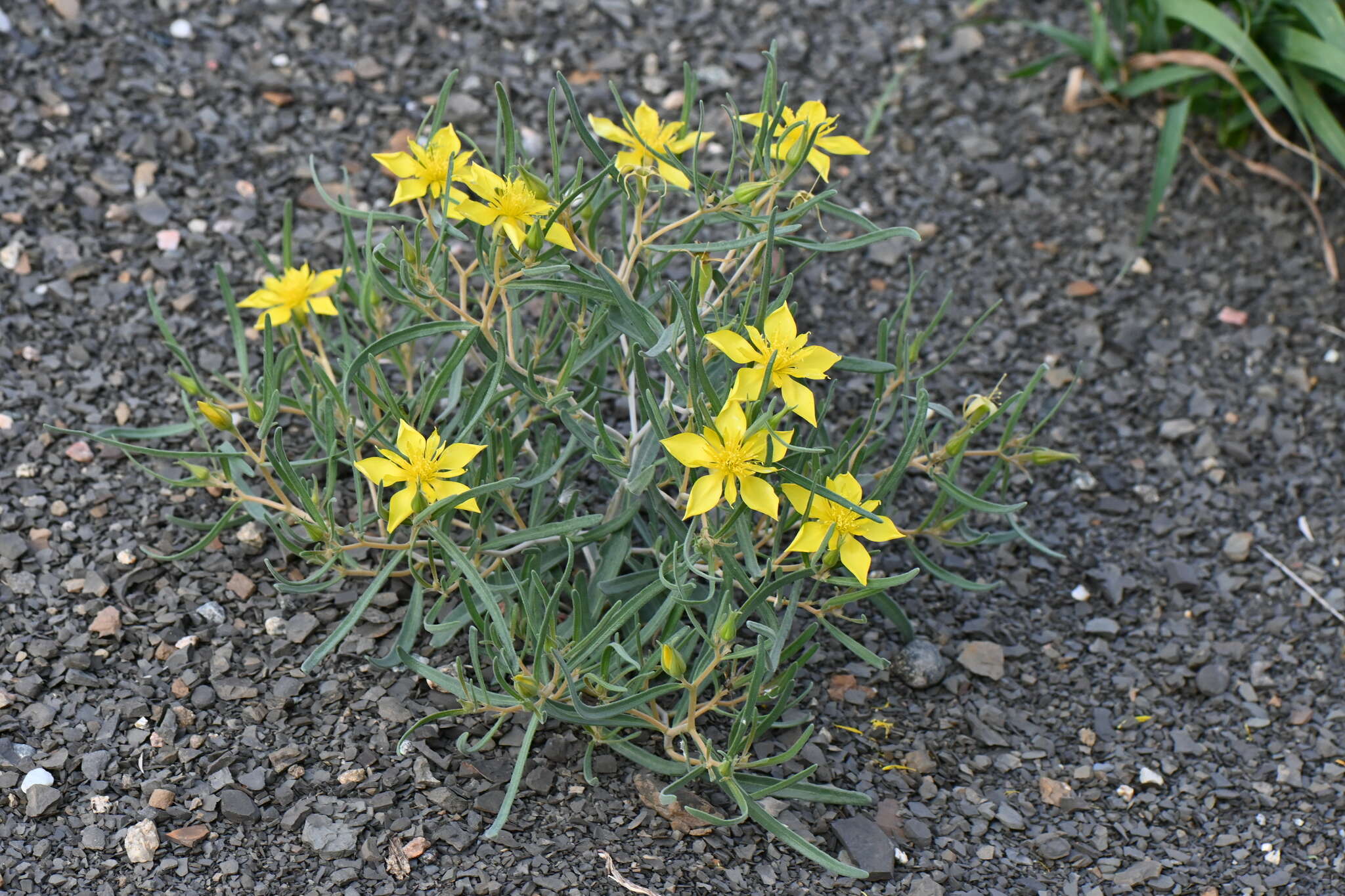 Image of manystem blazingstar