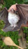 Image of disc-winged bats