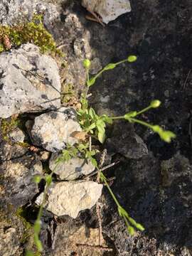 Image of hilly sandwort