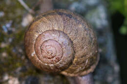 Image of <i>Helminthoglypta tudiculata grippii</i> (Pilsbry 1913)