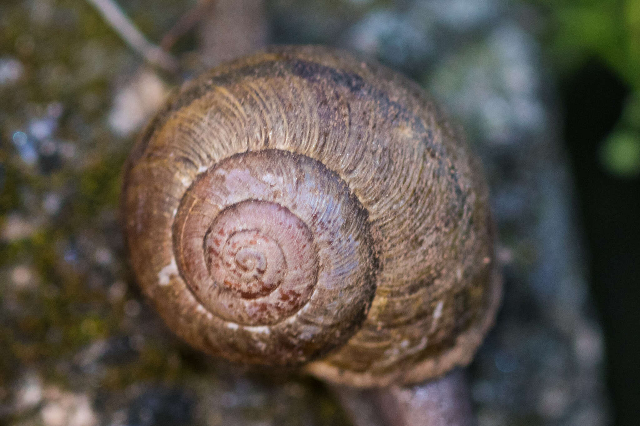 Image of <i>Helminthoglypta tudiculata grippii</i> (Pilsbry 1913)