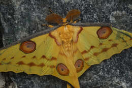 Image of comet moth