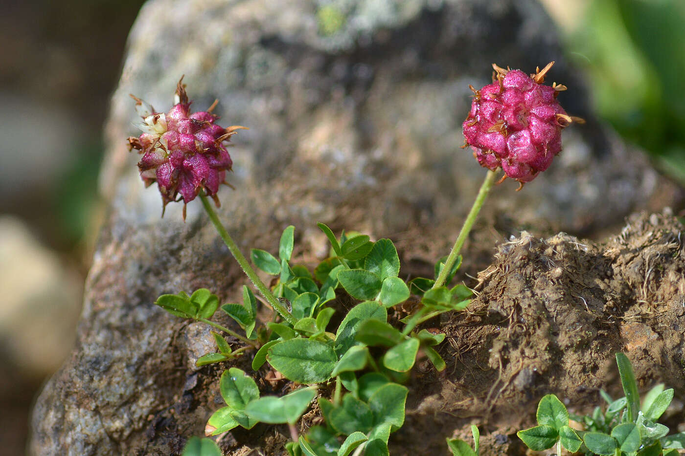 Слика од Trifolium raddeanum Trautv.