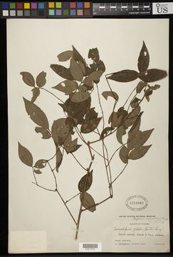 Image of <i>Eugenia nesiotica</i> Standl.