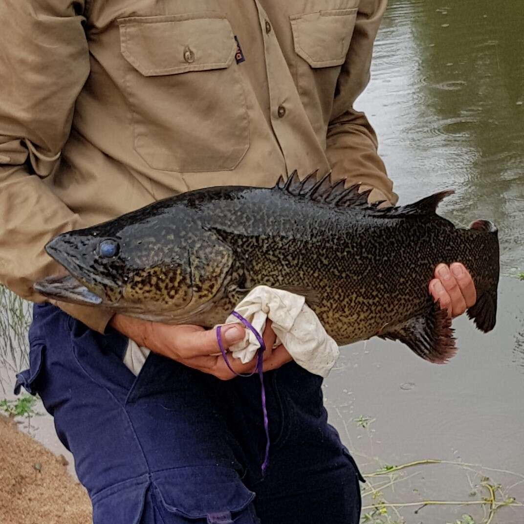 Image of Clarence River Cod