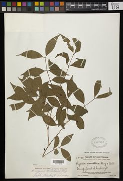 Image of <i>Eugenia balancanensis</i> Lundell