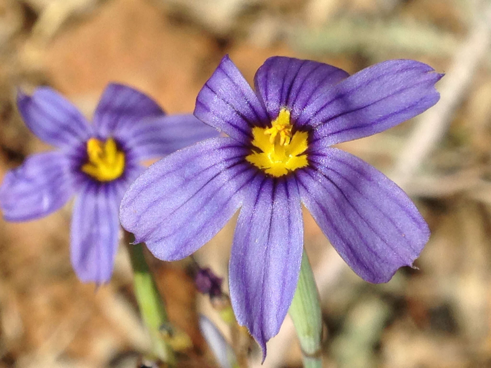 Image of bigroot blue-eyed grass