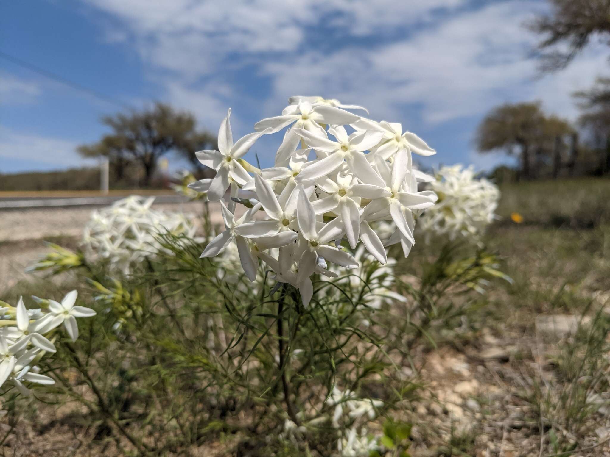 Imagem de Amsonia longiflora Torr.