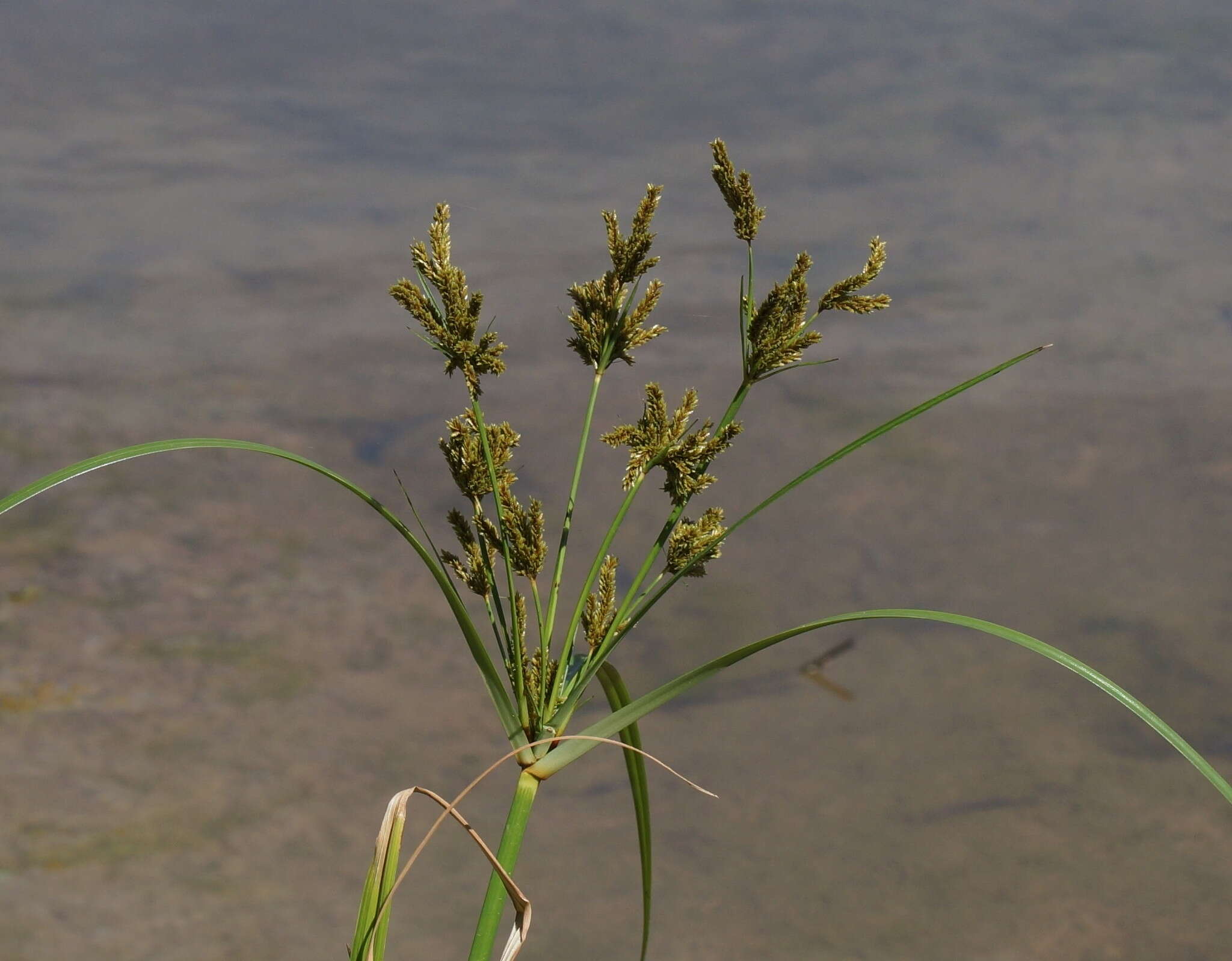 Image de Cyperus exaltatus Retz.