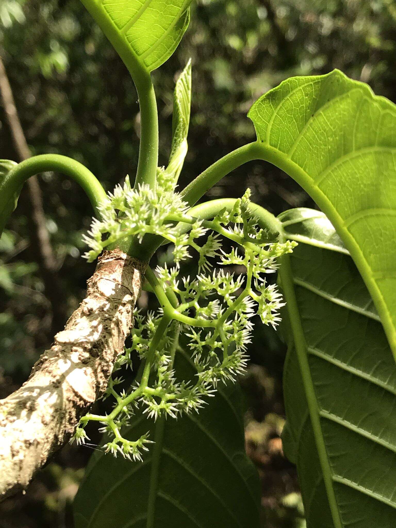 Imagem de Dendrocnide latifolia (Gaud.) Chew