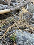 Image de Antennaria suffrutescens Greene