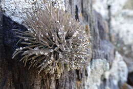 Image of roccella lichen