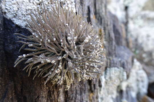 Image of roccella lichen