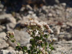 Image of Ageratina calaminthifolia (Kunth) R. King & H. Rob.