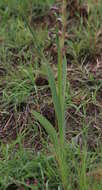 Слика од Gladiolus elliotii Baker