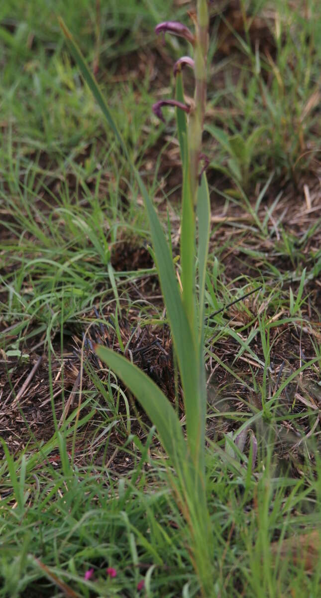 Слика од Gladiolus elliotii Baker