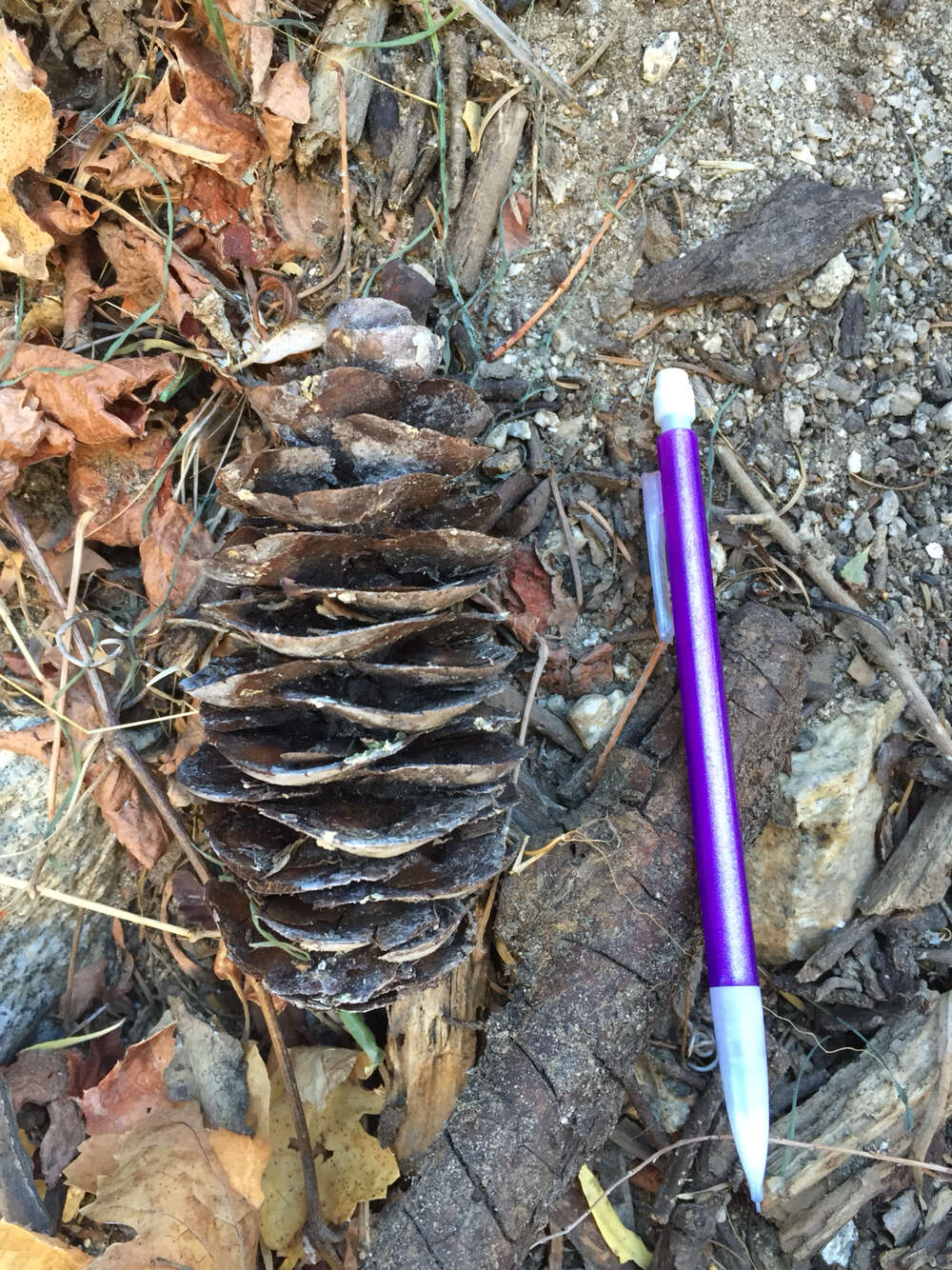 Pseudotsuga macrocarpa (Vasey) Mayr resmi