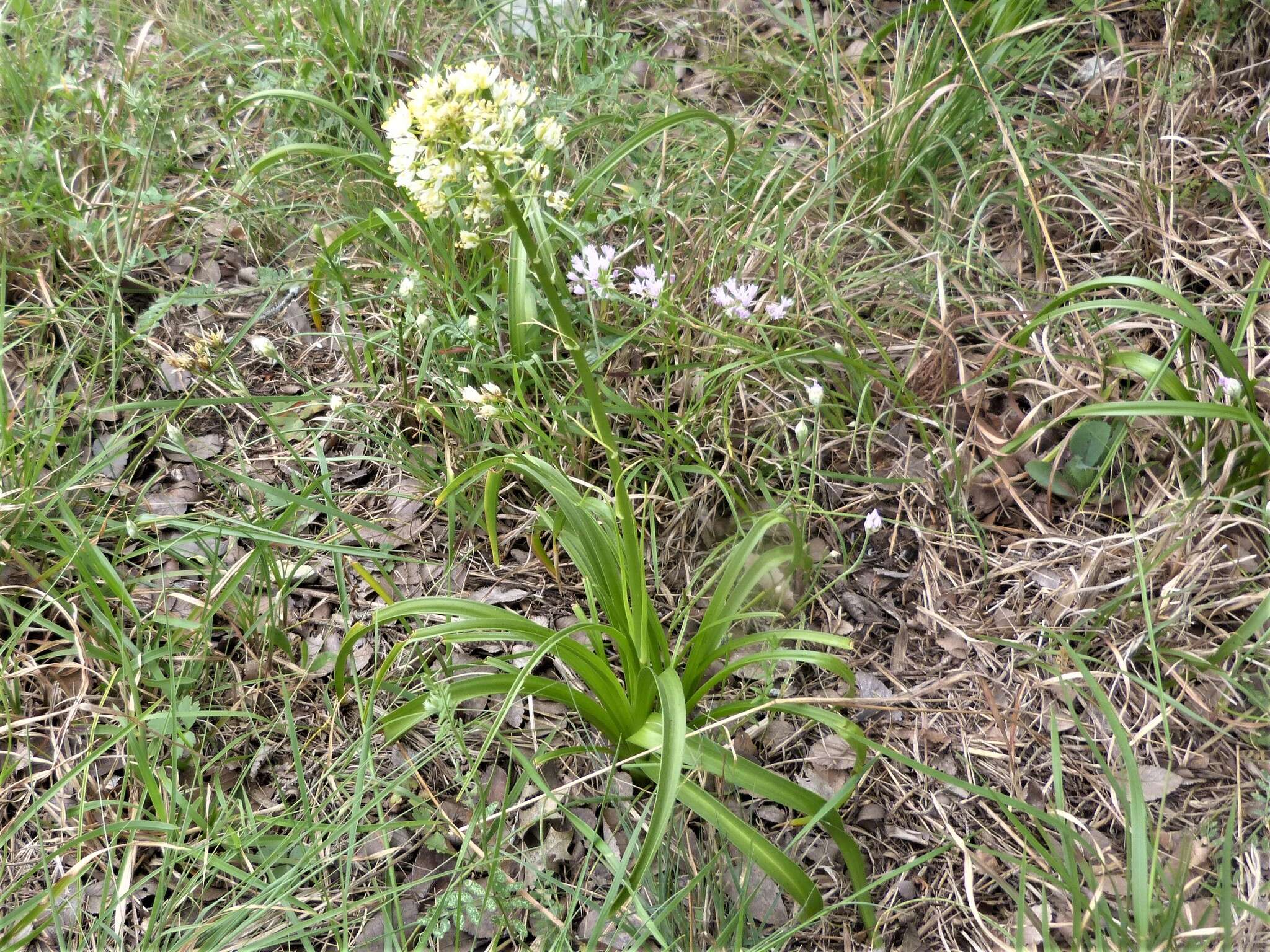 Image of Nuttall's deathcamas