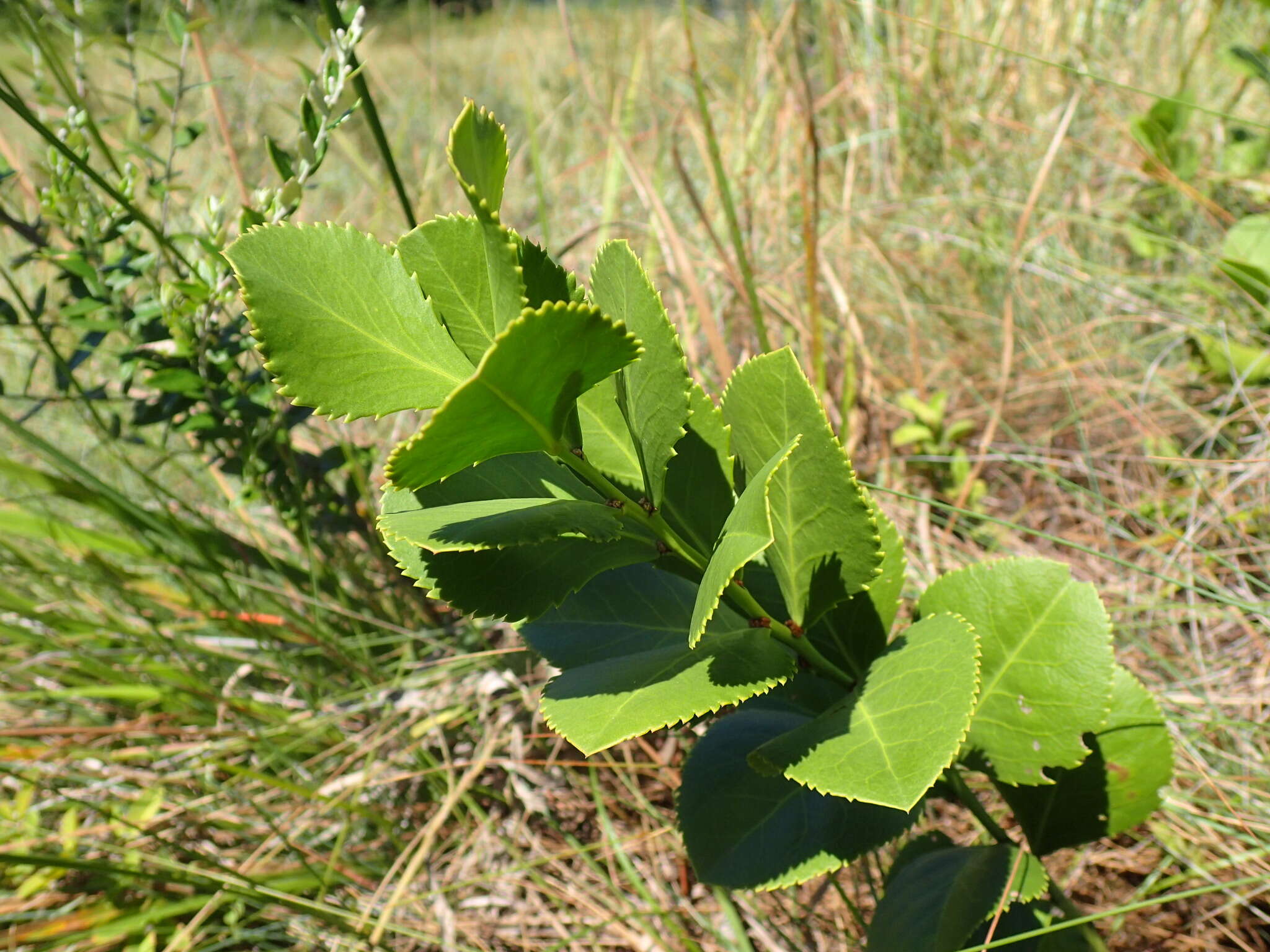 Image of Gymnosporia woodii Szyszyl.