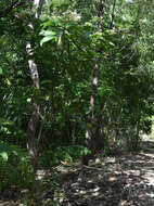 Image of Clerodendrum longiflorum var. glabrum Munir