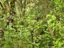 Image of Ceanothus integerrimus Hook. & Arn.