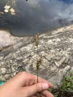 Image of Narrow-Panicle Rush