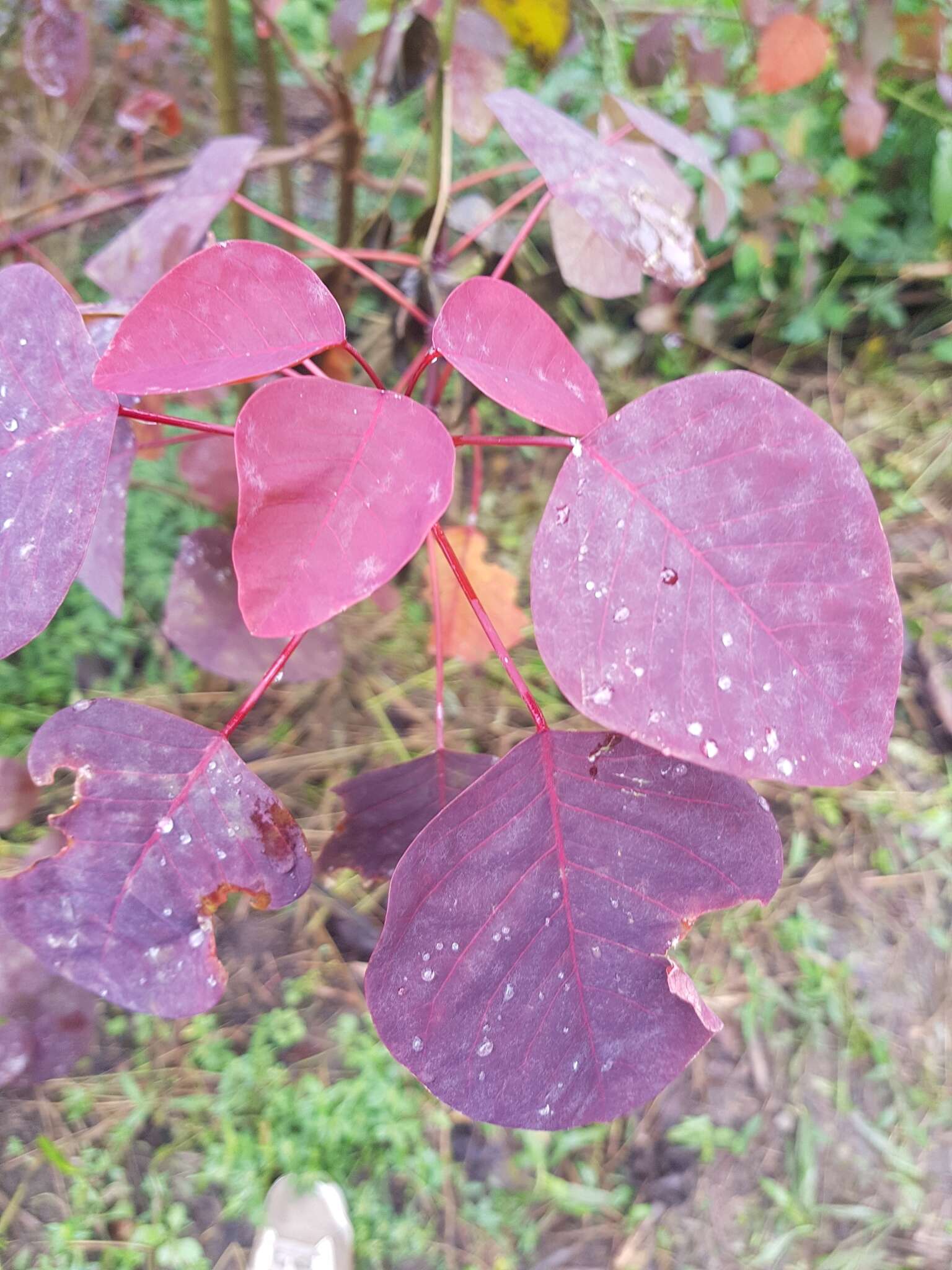 Sivun Punatyräkki kuva