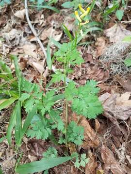 Image of smallflower fumewort