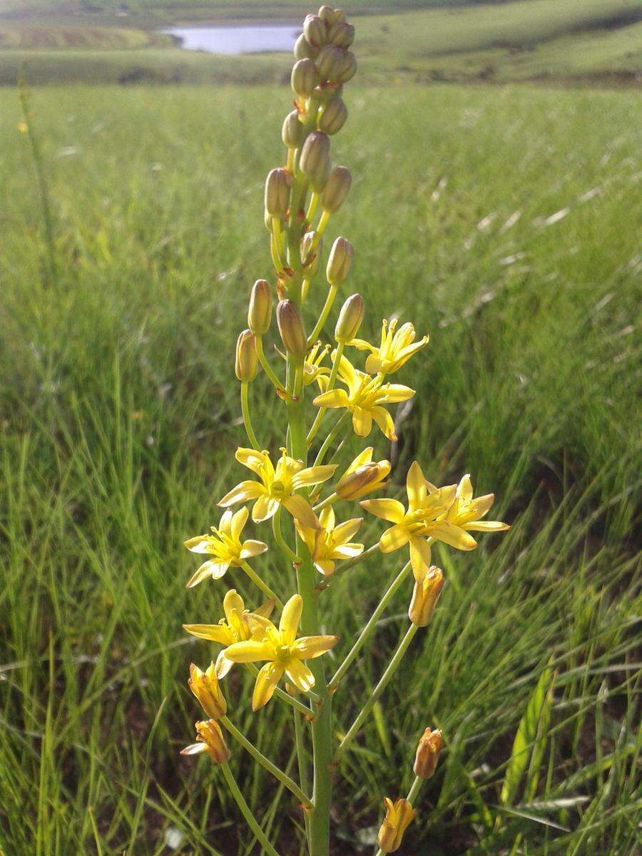 Слика од Eriospermum mackenii subsp. mackenii