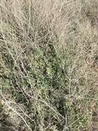 Image of saltbush