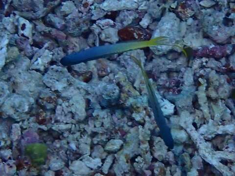 Image of Bicolor fangblenny