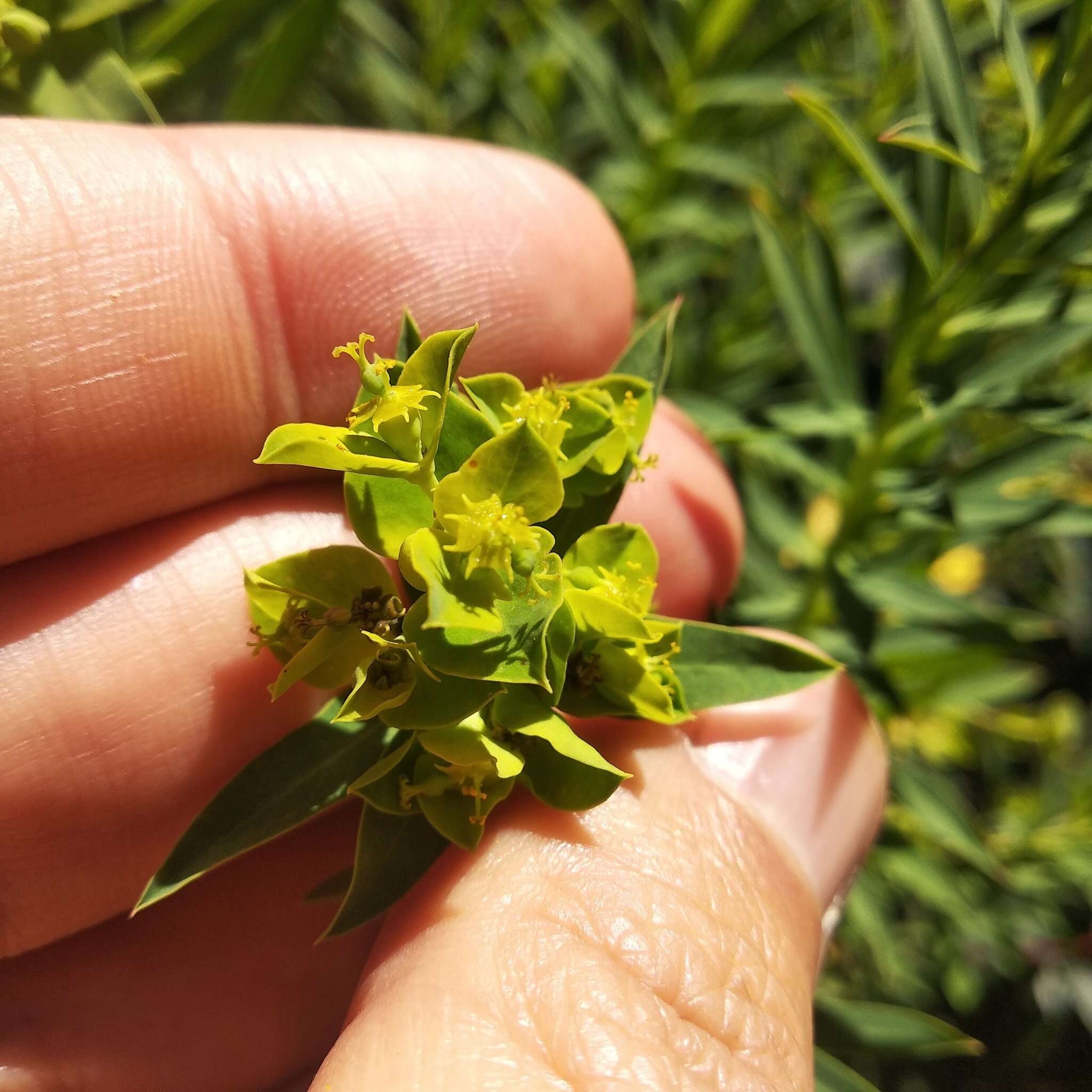 Image of Euphorbia esuliformis S. Schauer