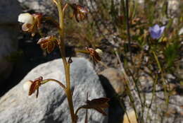 Image of Acrolophia cochlearis (Lindl.) Schltr. & Bolus