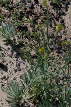 Image of Pimelea simplex subsp. continua (J. Black) Threlfall