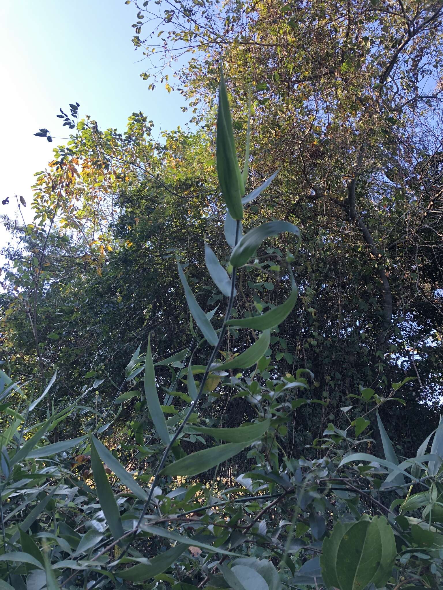 Image of Climbing bamboo