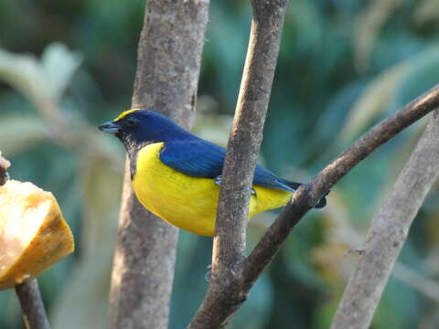 Image of Spot-crowned Euphonia