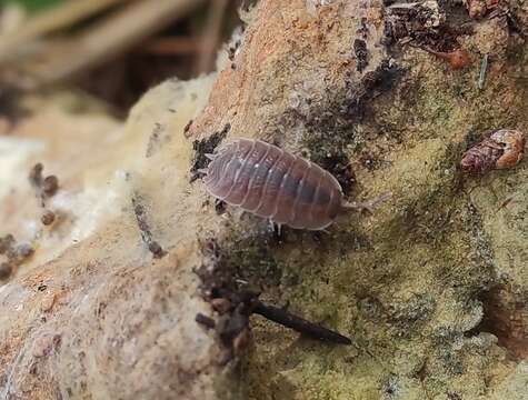 Image of Porcellio incanus Budde-Lund 1885