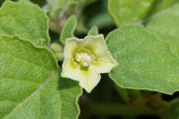 Image of Pygmy Ground-Cherry