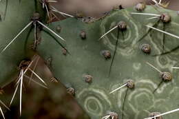 Слика од Opuntia chlorotic ringspot virus
