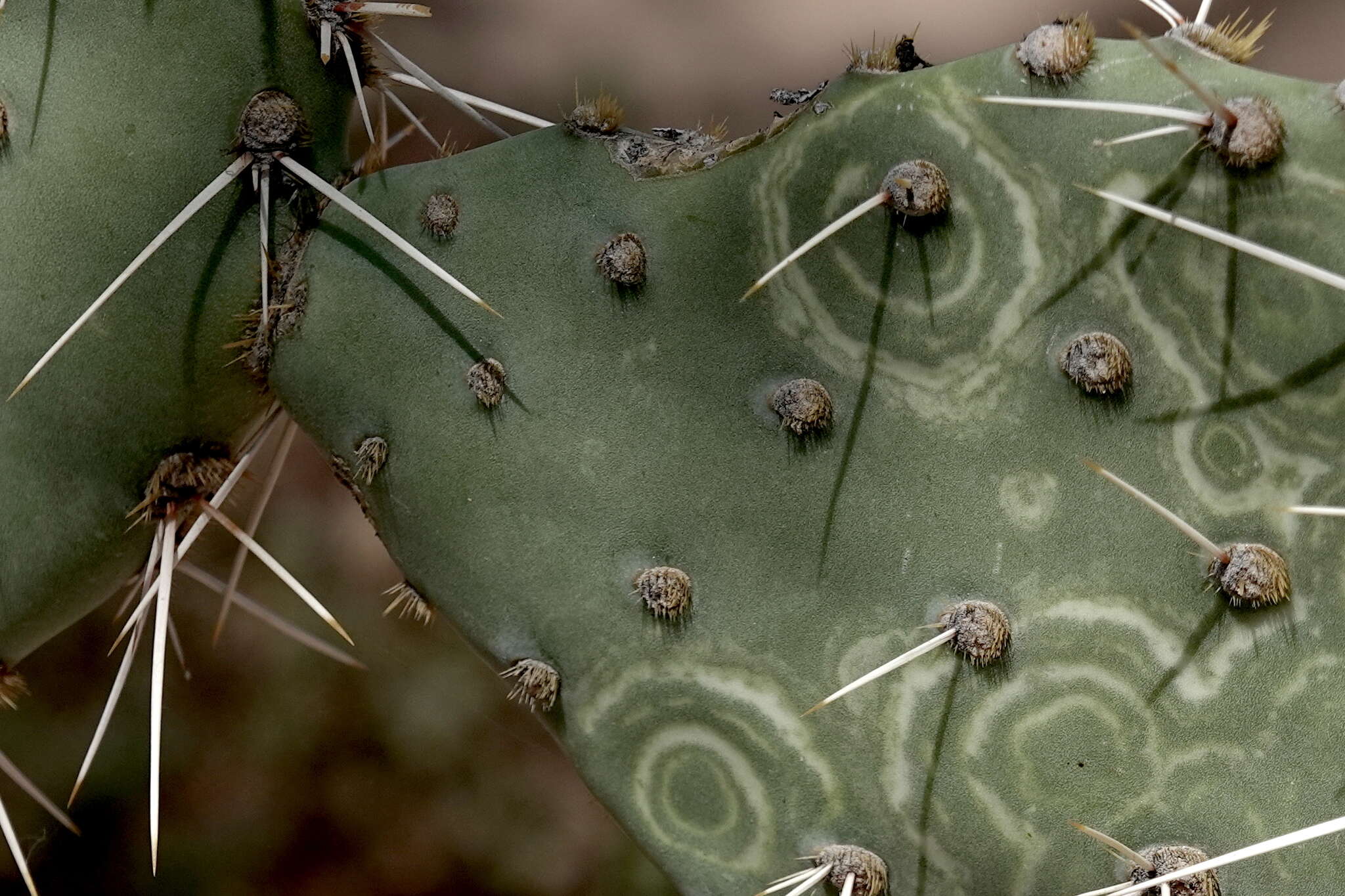 Plancia ëd Opuntia chlorotic ringspot virus